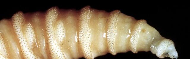 Flesh-Eating Screwworm Maggots Are Back in the US