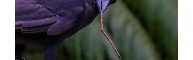 [Перевод] «Птичьи мозги»