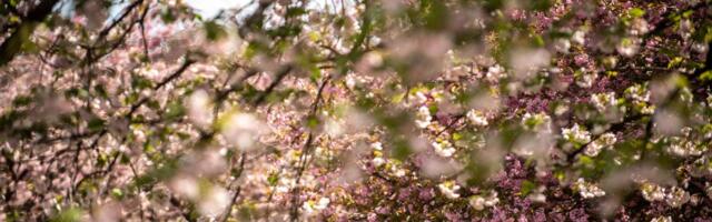 Japan’s cherry blossoms are a marker of natural time — and how climate change is altering it