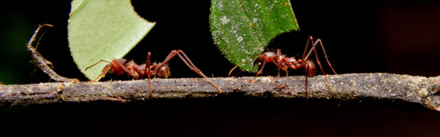 Ants learned to farm fungi during a mass extinction