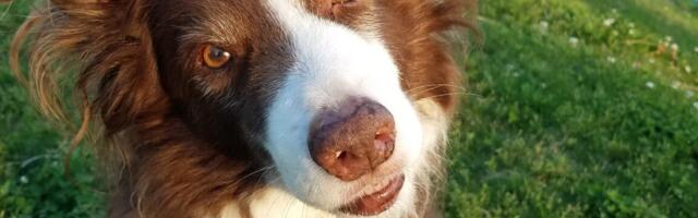 Dogs came in a wide range of sizes and shapes long before modern breeds