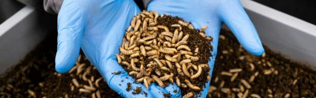 Insect protein scaleup Agronutris at risk of insolvency: Access to funding has become harder