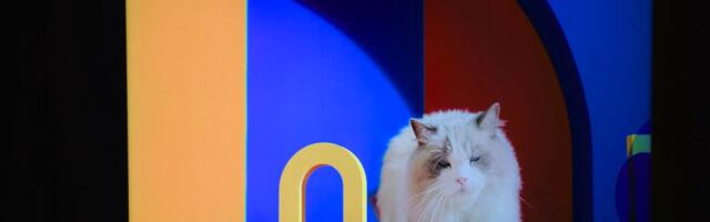 TCL Says Screw All Those New RGB TVs, Even Its Own