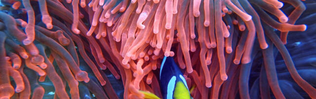 New study reveals how corals teach their offspring to beat the heat