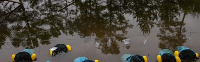 Inside the audacious mission to bring a rare toad back from the brink Inside the audacious mission to bring a rare toad back from the brink