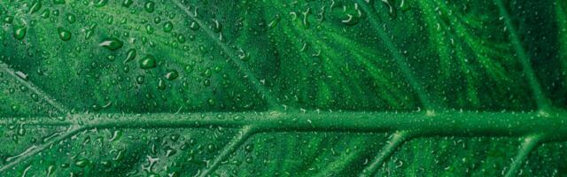 How Black Friday Deliveries could have a lower environmental impact