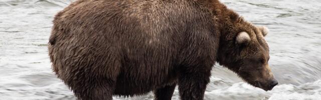 All hail Chunk, the winner of Fat Bear Week (and our hearts)