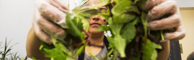 Salad Chains Are Seeing Foot Traffic Drop Over Cyclosporiasis Fears