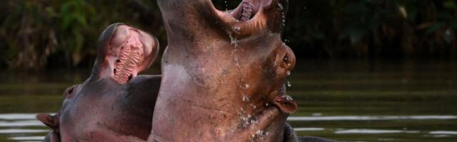 Colombian Court Orders Culling of Pablo Escobar’s Hippos