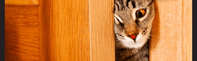 Как 5 необычных гипотез в узкой нише привлекли 2900 лидов на редкую услугу ― брендирование автомобилей