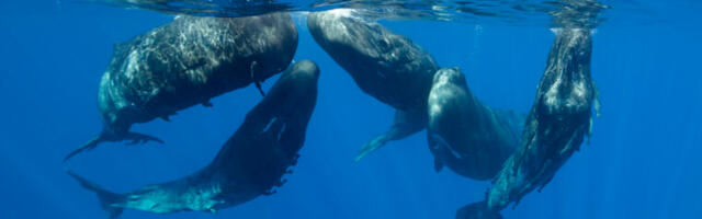 Whale songs have features of language, but whales may not be speaking