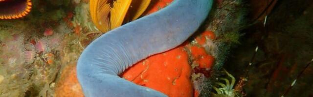 How hagfish burrow into deep-sea sediment