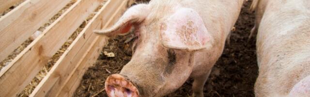 In a First, a Human Breathed Using an Implanted Pig Lung