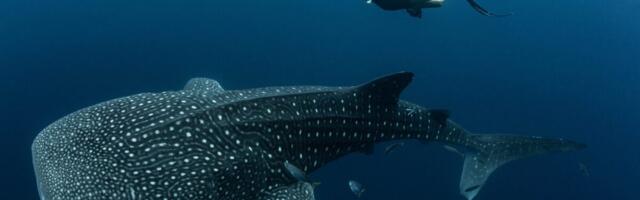 Nearly Every Whale Shark at This Tourist Destination Bears Human-Made Scars