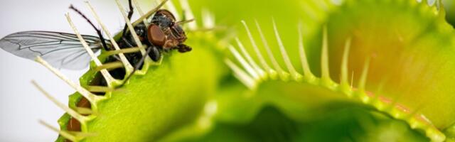 Scientists Finally Solved the Mystery of How Venus Flytraps Snap Shut