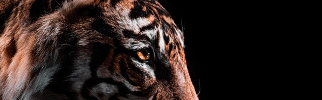 Tiger Global: what happens when ‘normal’ returns?