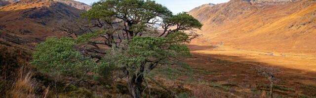 Scotland’s oldest wild pine, saved as part of rewilding initiative
