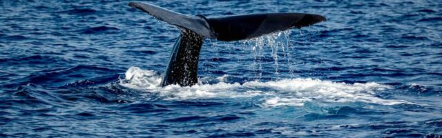 Machine learning helps to discover sperm whale ‘alphabet’
