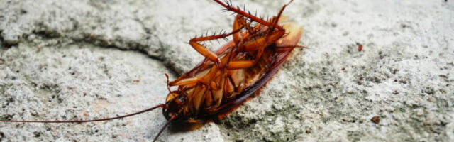 Cockroaches scurry around with thousands of pieces of bacterial genomes