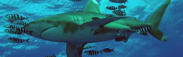 How to watch Shark Week 2026 online from anywhere
