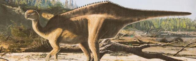 Newly Identified Dinosaur Grew a Giant Back Sail Just to Have Sex