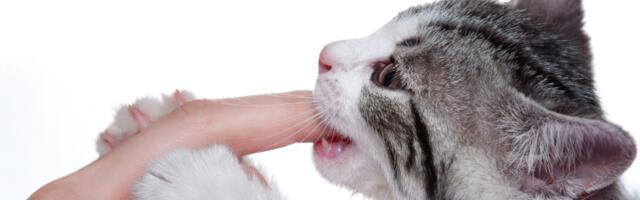 Why your cat suddenly bites during petting and the body language warning you missed