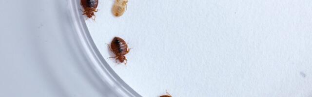 Scientists Have Discovered the Bed Bug’s Greatest Fear