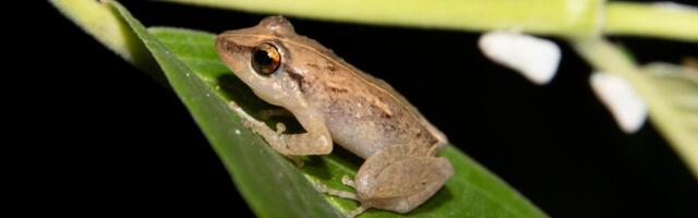 The frogs of Puerto Rico have a warning for us