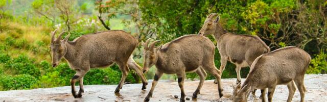 How Wildlife Tourism Can Help Turn India Into a Force for Conservation — India Report