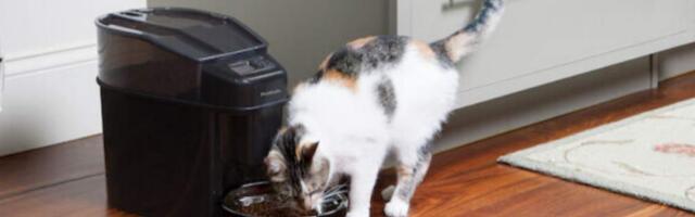 The best automatic cat feeders for your furry friend