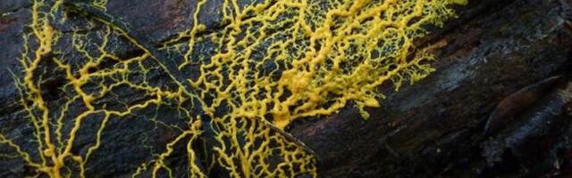 Гриб-слизевик, клетка и Nokia — классические примеры traveling networks