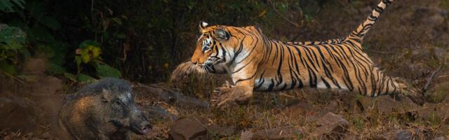 Winning Nature Photographs Capture the Gripping Intensity of Animal Life