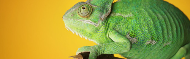 A Project Management cloud-based solution as adaptable as you are: ProWorkflow