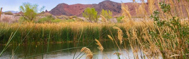 I've lived in Vegas for over a year, and haven't visited The Strip. Instead, I've found a cozier side of Sin City.