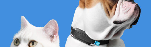 From Heart Health to GPS Tracking: Unveiling The Invoxia Minitail Smart Pet Tracker At CES 2024