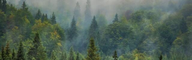 Tree-planting search engine Ecosia to monitor reforestation from space