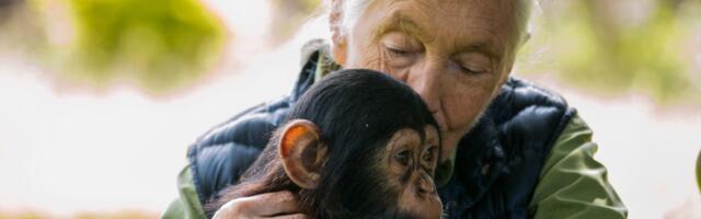 Jane Goodall’s most radical message was not about saving the planet