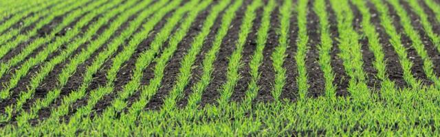 AI crop breeder Wild Bioscience scores £45m Series A