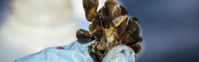 Opinion: Why AI is our best defense against invasive species