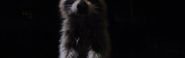 Ring has a new mission. ‘Hey, there’s raccoons in my backyard’
