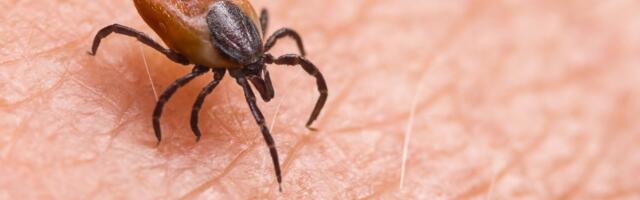 A Kidney Transplant Came With an Unwelcome Hitchhiker: A Deadly Tick Germ