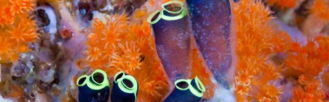 DNA from wild organisms could save your life — but there’s a catch