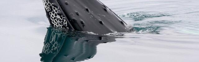 For Altcoin Whales Trading May be Easier on Bitget Than Binance, CoinGecko Research Finds