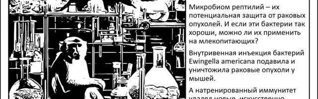 [Перевод] Микробиом и рак. Бактерия из ЖКТ рептилий уничтожила раковые опухоли у мышей