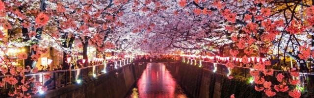 Japan’s Cherry Blossom Boom Forces Tour Operators to Adjust