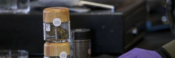 Cannabis marketing platform Springbig adds BudTender to its stash