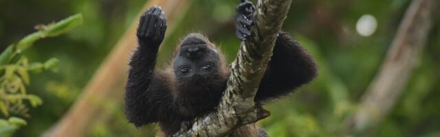 Mexico Is So Hot, Monkeys Are Falling to Their Death From Trees