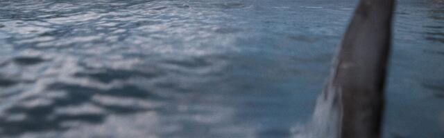 Netflix Has a Great Looking New Shark-Based Weather Disaster Movie