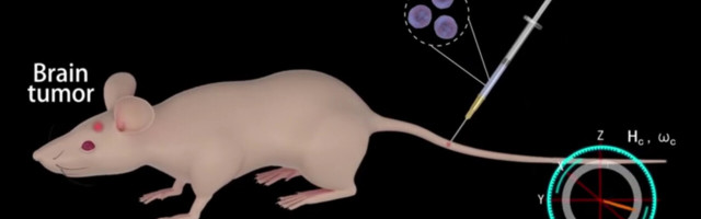 These Trojan horse ‘neurobots’ smuggle drugs past the blood-brain barrier