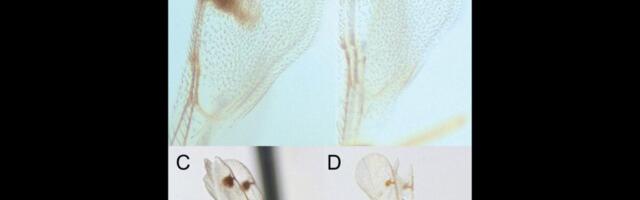 Scientists Discover New Parasitic Wasps Invading the U.S.